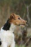 FOX TERRIER 576